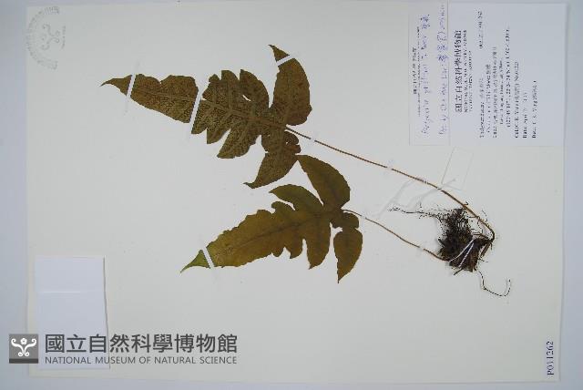 聖蕨藏品圖，第1張