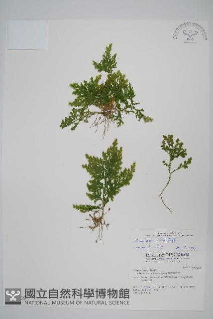 異葉卷柏藏品圖，第1張