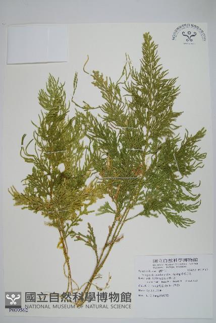 密葉卷柏藏品圖，第1張