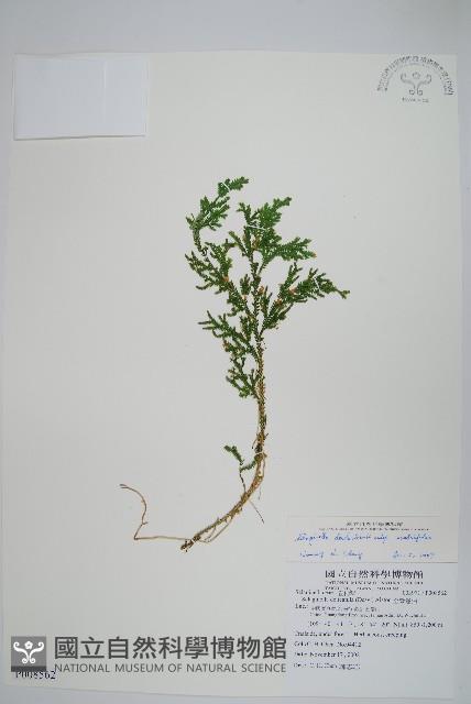 登錄號:P008562藏品圖，第1張