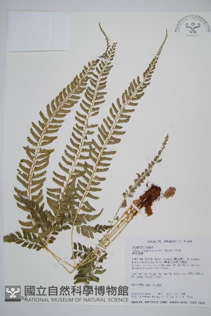 韓氏耳蕨藏品圖，第1張