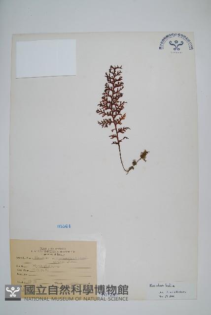 蕗蕨藏品圖，第1張