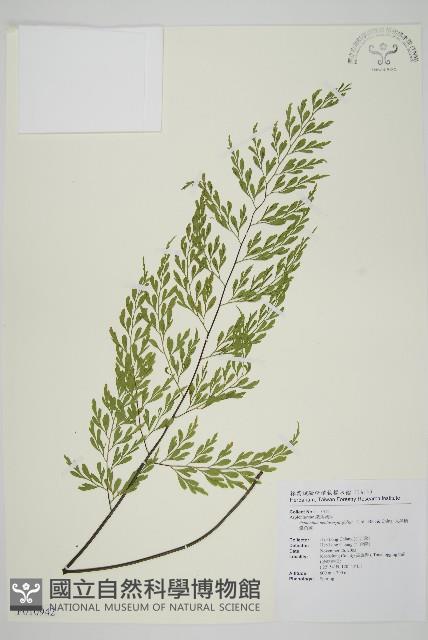 大黑柄鐵角蕨、黃鱗鐵角蕨、大羽鐵角蕨藏品圖，第1張