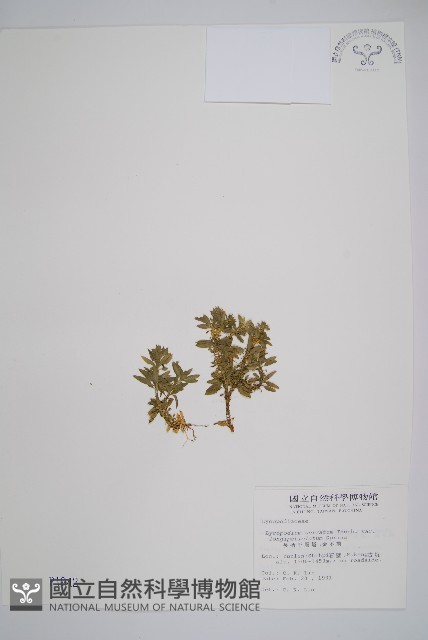 長柄千層塔藏品圖，第1張