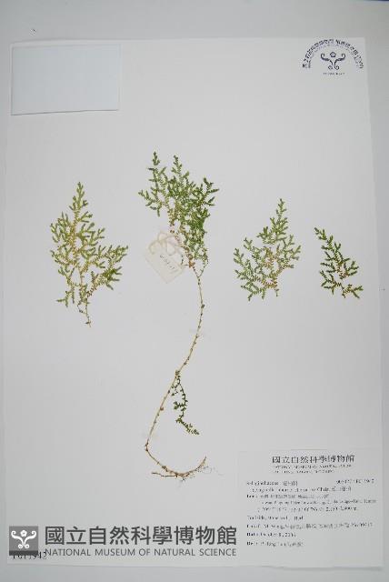 玉山卷柏藏品圖，第1張