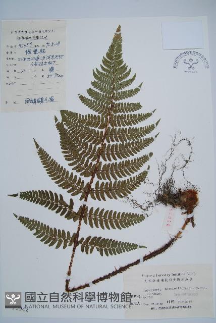 闊鱗鱗毛蕨藏品圖，第1張