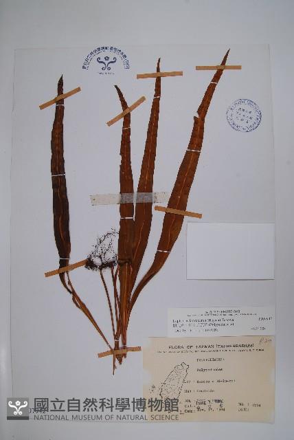 麟瓦葦、川上氏瓦葦藏品圖，第1張