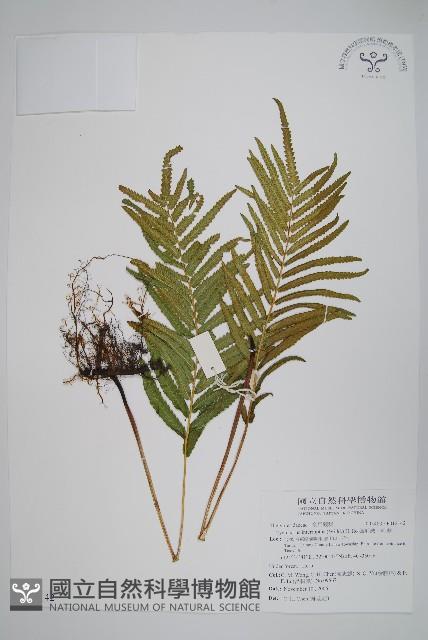 鐵毛蕨、毛蕨藏品圖，第1張