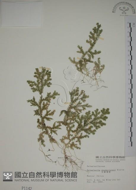 生根卷柏藏品圖，第1張