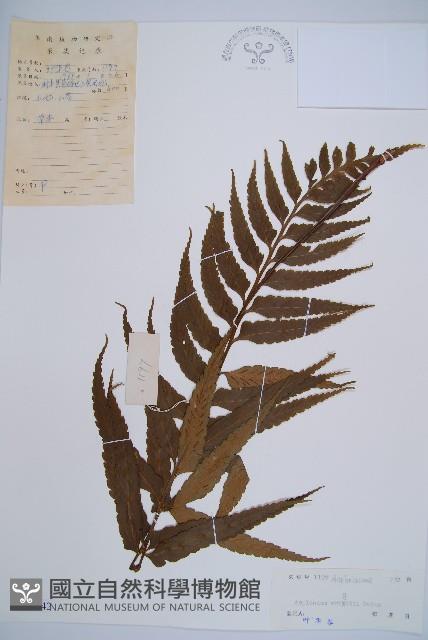 萊氏鐵角蕨藏品圖，第1張