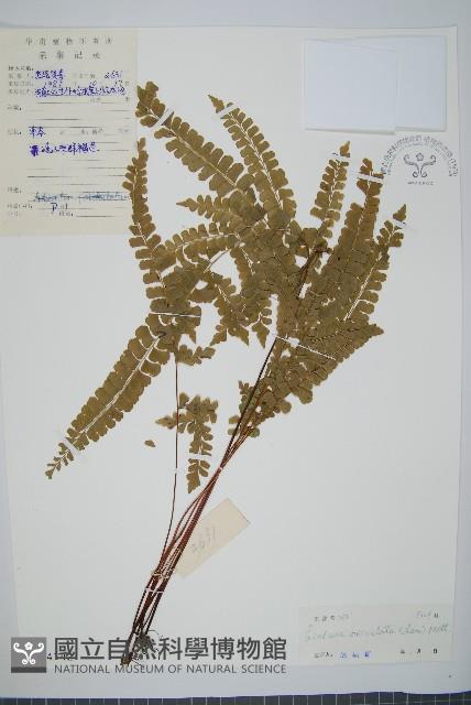 圓葉陵齒蕨藏品圖，第1張