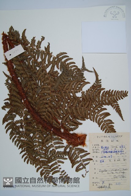 闊鱗鱗毛蕨藏品圖，第1張