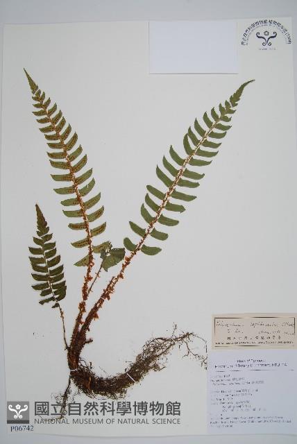 鞭葉耳蕨藏品圖，第1張
