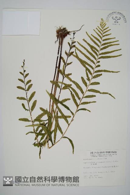 達邊蕨藏品圖，第1張