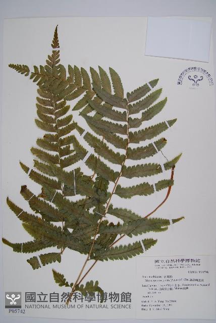 邊緣鱗蓋蕨藏品圖，第1張