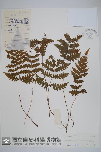 峨眉茯蕨藏品圖，第1張