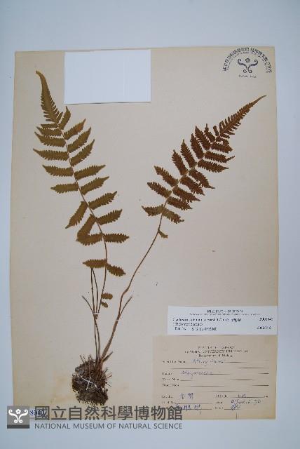 野毛蕨藏品圖，第1張