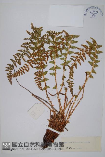 寶興耳蕨藏品圖，第1張