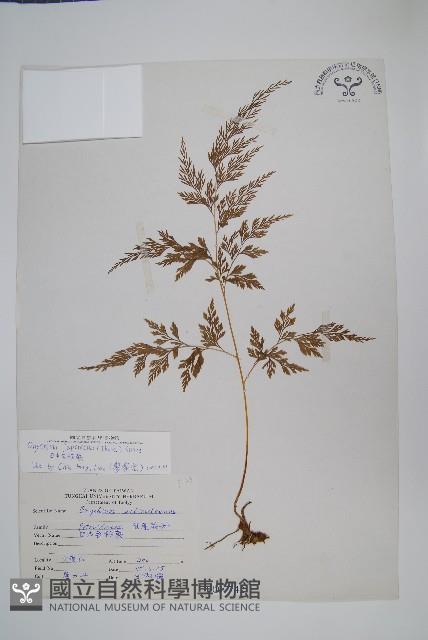 日本金粉蕨藏品圖，第1張