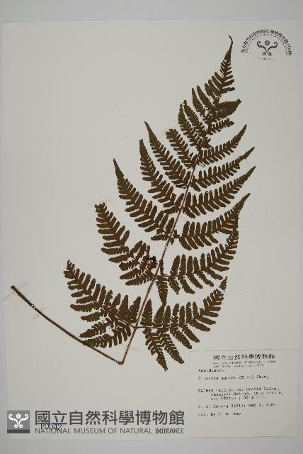 愛德氏肋毛蕨藏品圖，第1張