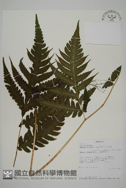 登錄號:P010042藏品圖，第1張