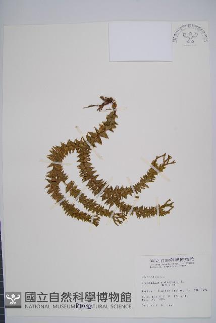 垂枝石松藏品圖，第1張