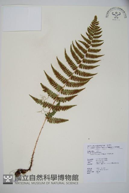 厚葉鱗毛蕨藏品圖，第1張