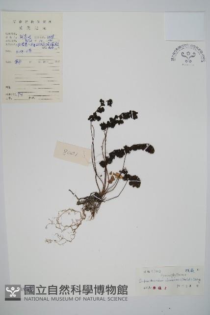 廣西長筒蕨藏品圖，第1張