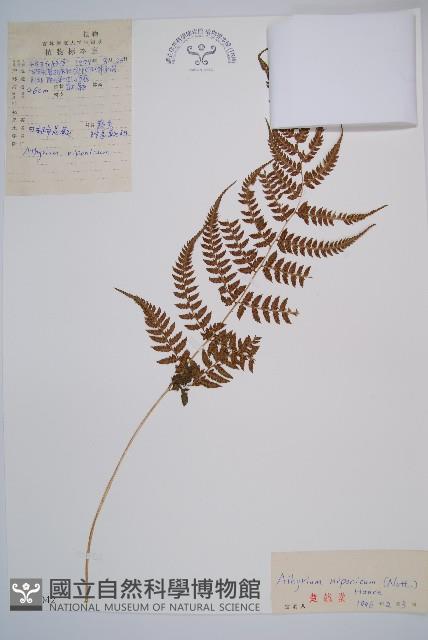 日本蹄蓋蕨藏品圖，第1張