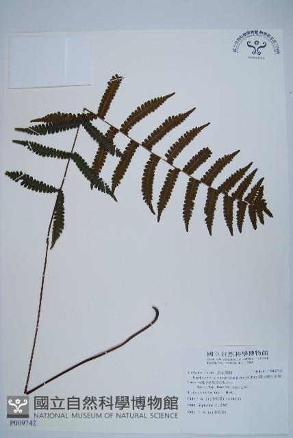 鈍頭副金星蕨藏品圖，第1張