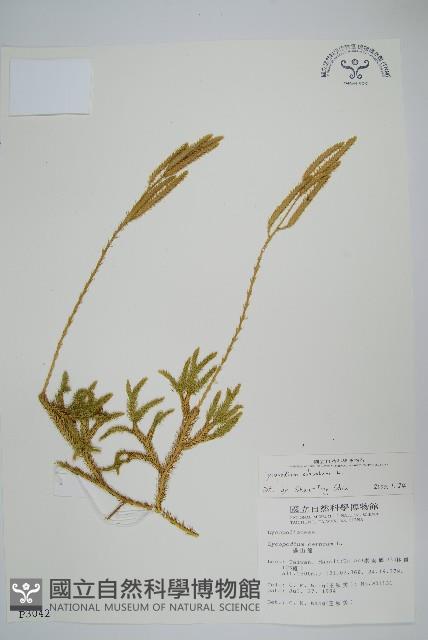 石松藏品圖，第1張