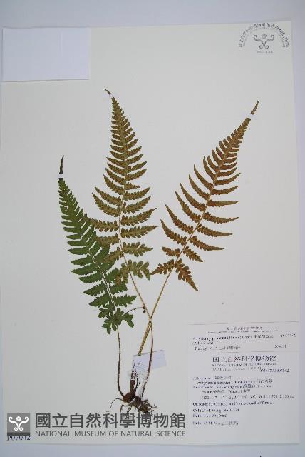東洋蹄蓋蕨藏品圖，第1張