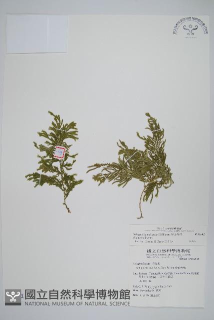 異葉卷柏藏品圖，第1張