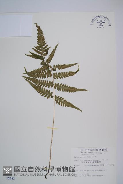 東洋蹄蓋蕨、假蹄蓋蕨藏品圖，第1張