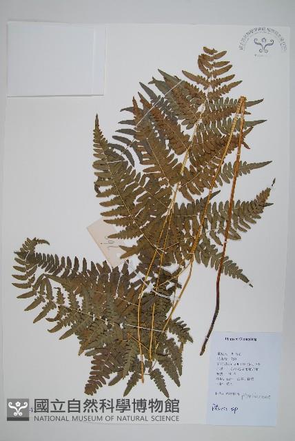 登錄號:P012542藏品圖，第1張