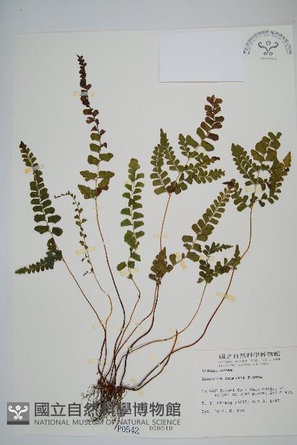 海島鱗始蕨藏品圖，第1張