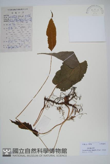 單葉新月蕨藏品圖，第1張