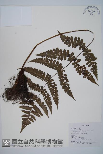 貞蕨藏品圖，第1張