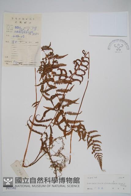 Accession Number:P005542 Collection Image, Figure 1, Total 2 Figures