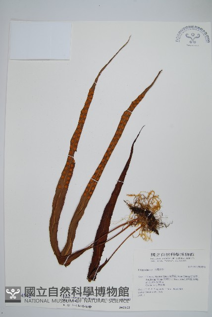 粵瓦葦藏品圖，第1張