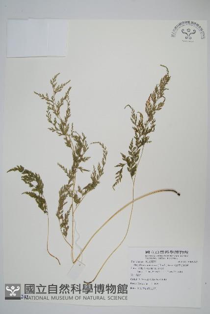 日本金粉蕨藏品圖，第1張