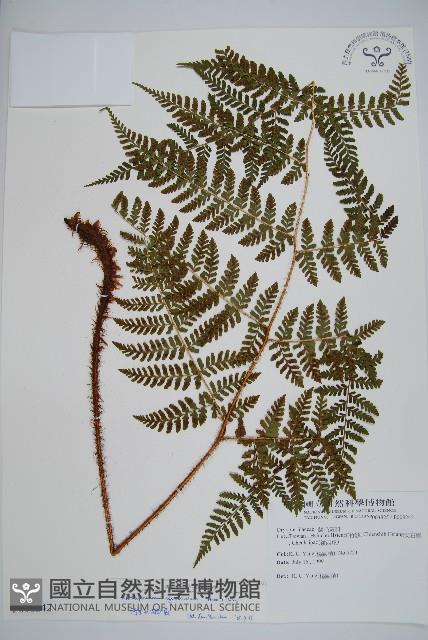 阿里山肉刺蕨藏品圖，第1張
