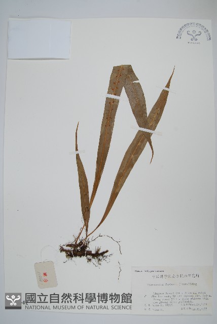 大星蕨藏品圖，第1張