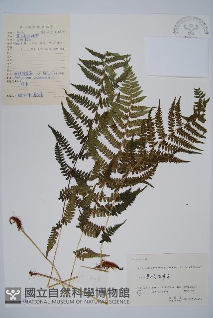 禾稈蹄蓋蕨藏品圖，第1張