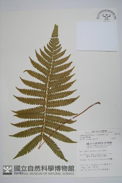 密毛毛蕨藏品圖，第1張