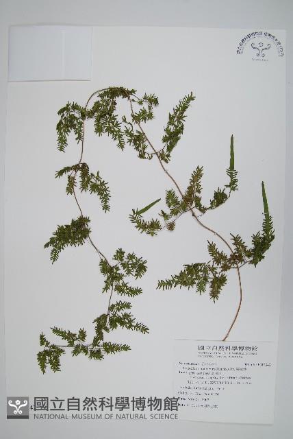 海金沙藏品圖，第1張