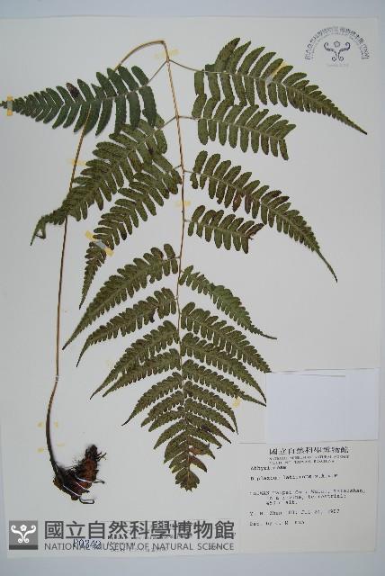 廣葉深山雙蓋蕨藏品圖，第1張