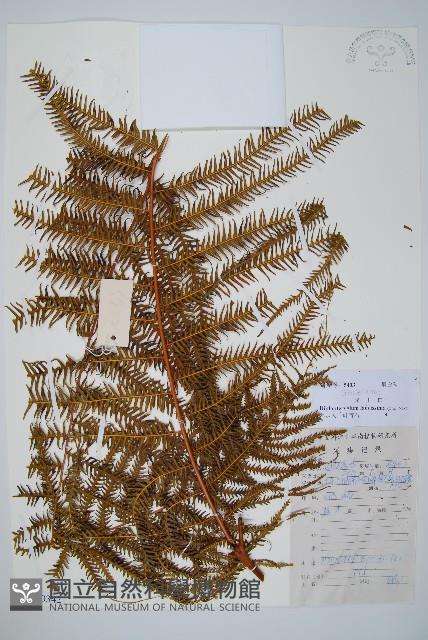 鱗芽裡白藏品圖，第1張