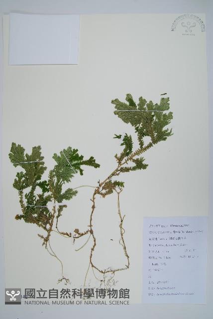 生根卷柏藏品圖，第1張