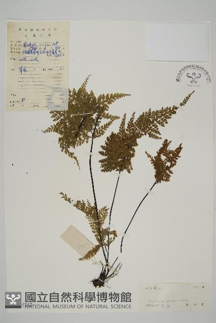 烏木鐵角蕨藏品圖，第1張